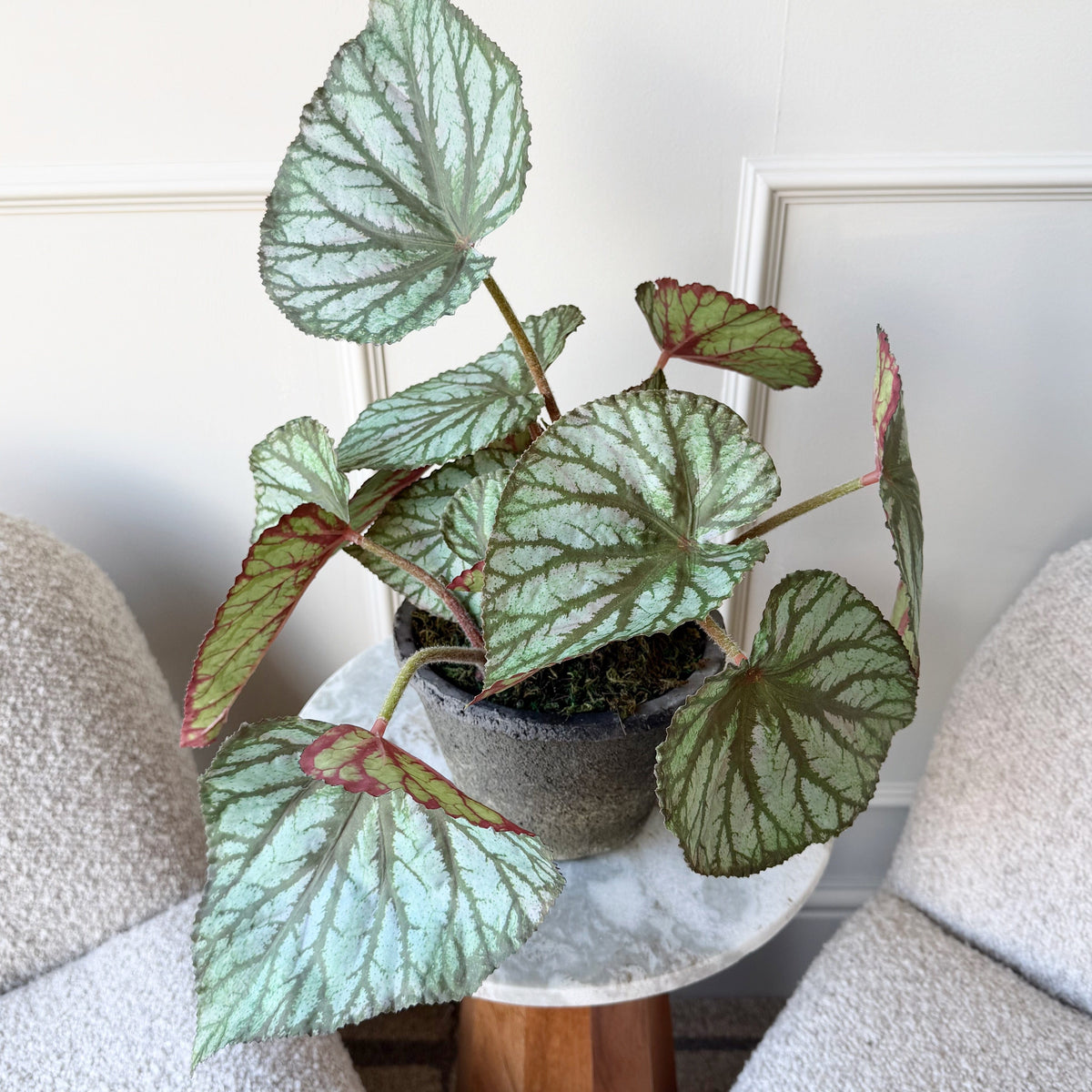 Realistic Artificial Begonia Rex In Ceramic Pot AHCH-0976 by The Faux Flower Company