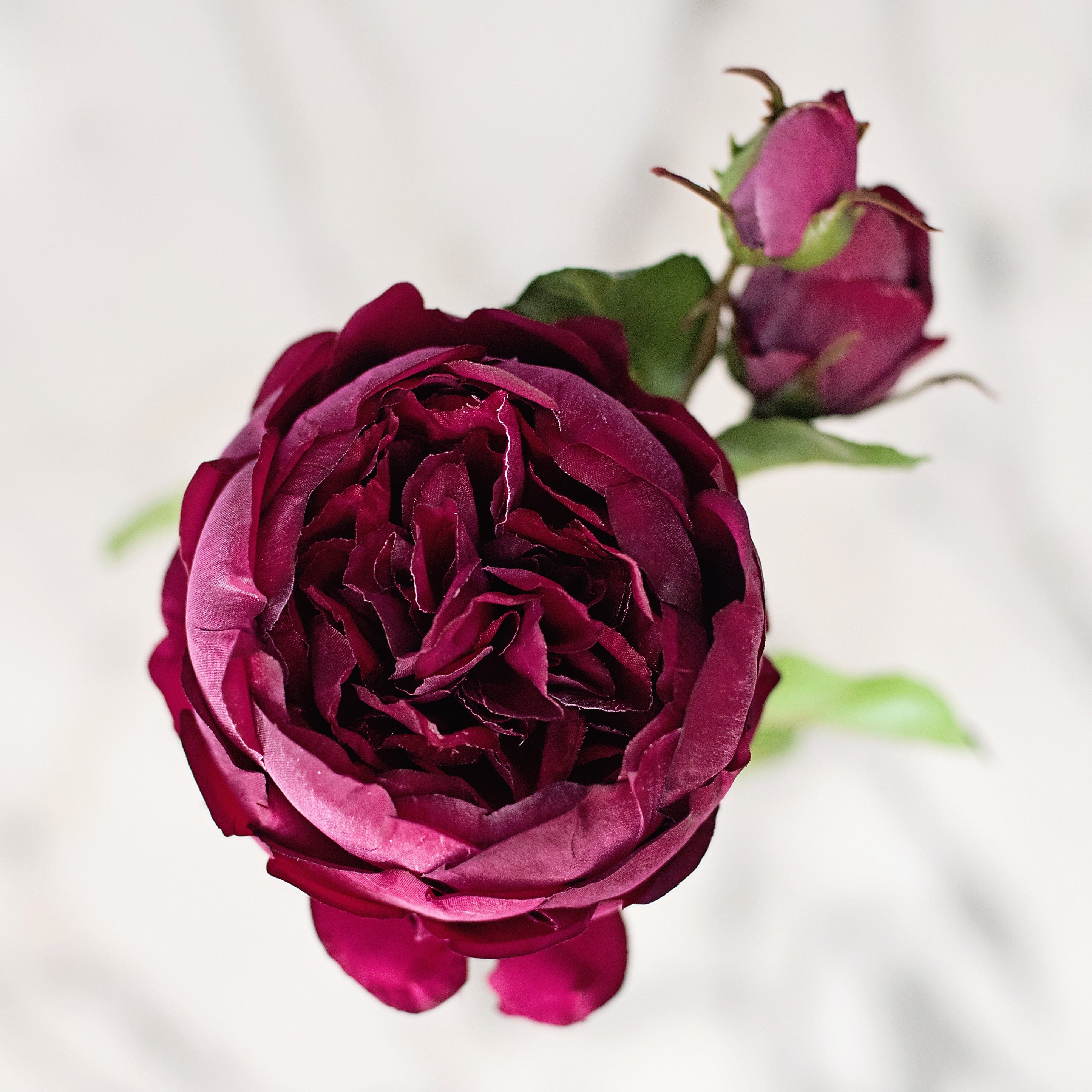 Artificial flowers luxury lifelike faux Artificial Burgundy English Rose realistic silk  single stems buy online from The Faux Flower Company ABY5013BD