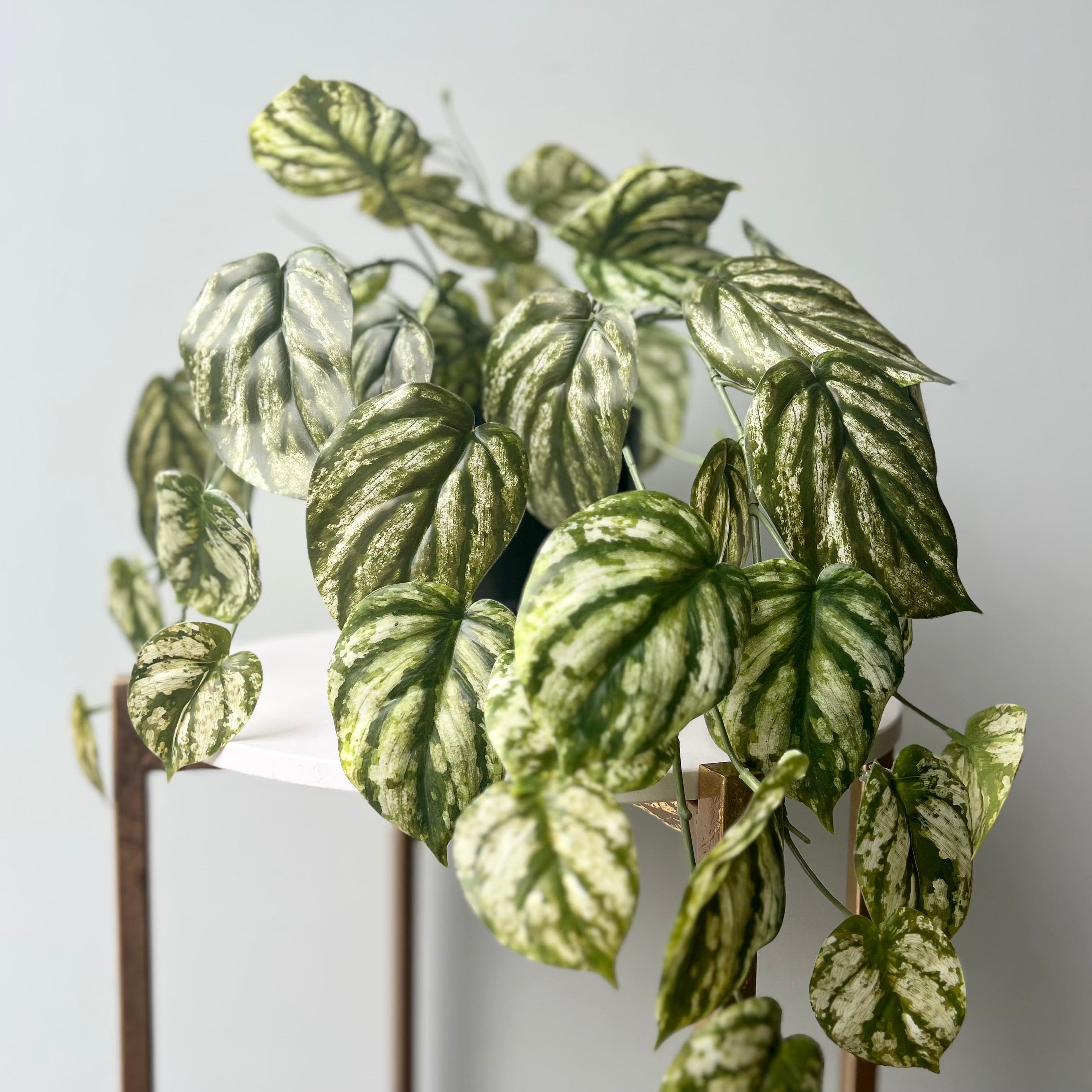 Artificial flowers luxury lifelike faux Artificial Green and White Hanging Peperomia Plant in Black Pot realistic silk buy online from The Faux Flower Company AHCH-2703