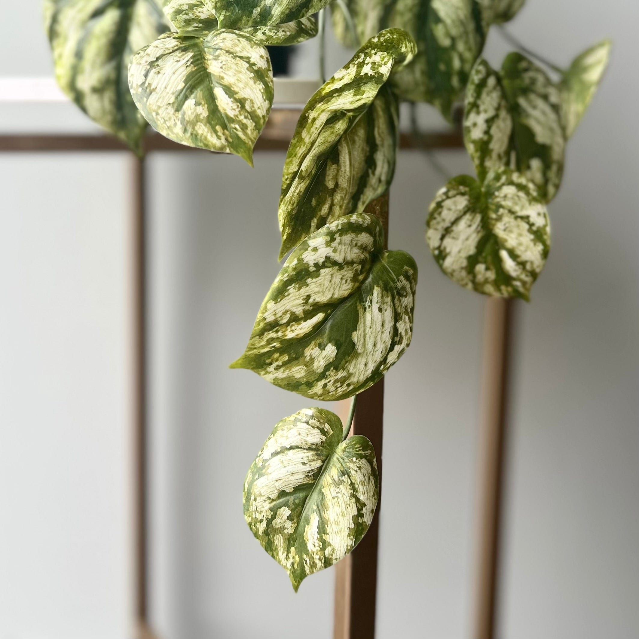 Artificial flowers luxury lifelike faux Artificial Green and White Hanging Peperomia Plant in Black Pot realistic silk buy online from The Faux Flower Company AHCH-2703