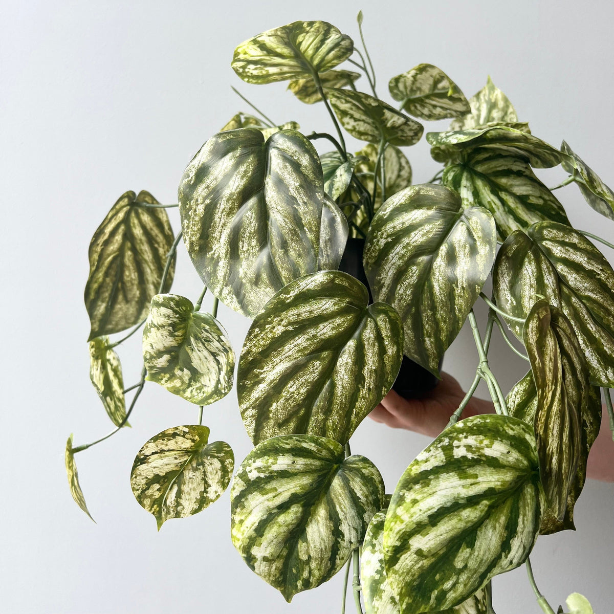 Realistic Artificial Green and White Hanging Peperomia Plant in Black Pot AHCH-2703 by The Faux Flower Company