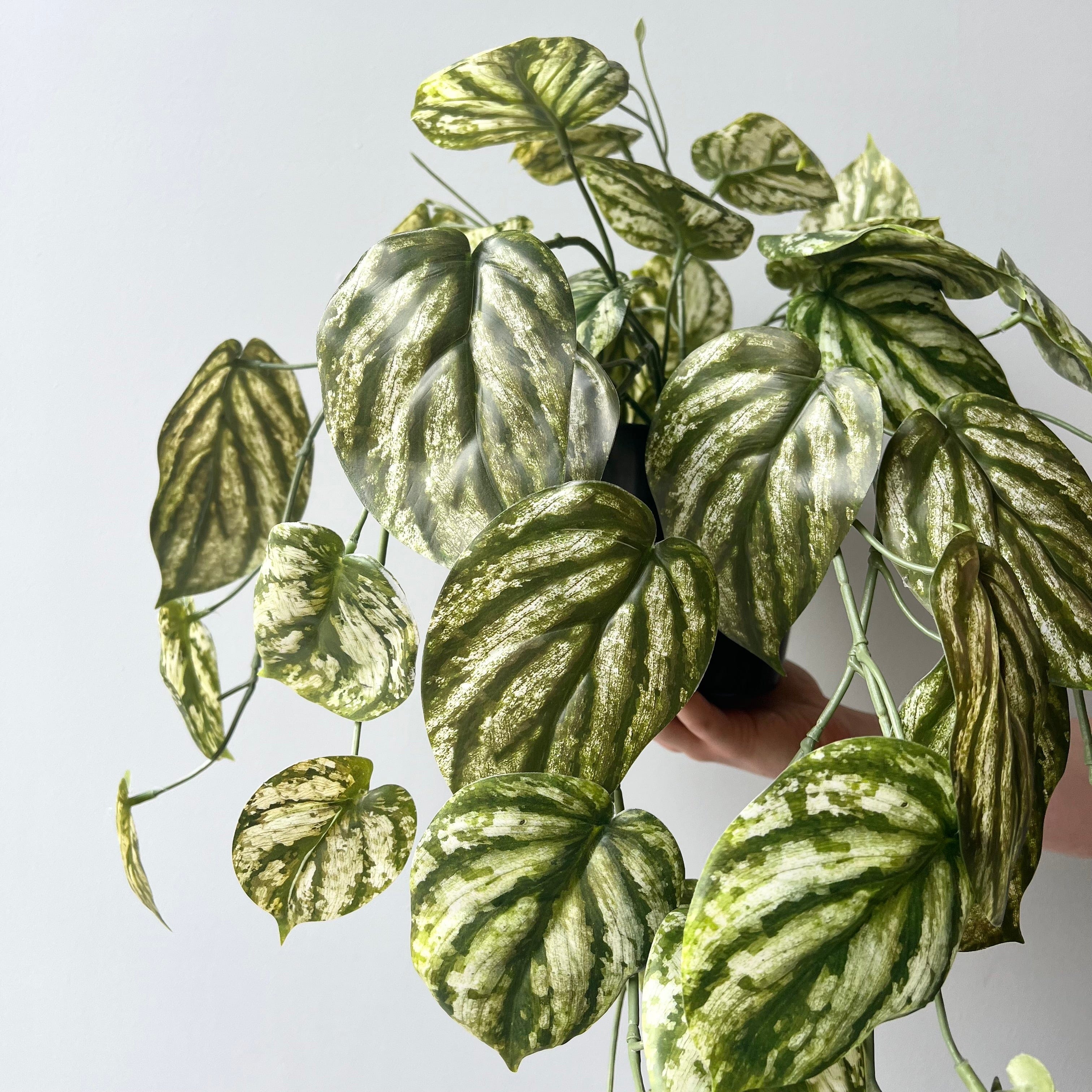 Artificial flowers luxury lifelike faux Artificial Green and White Hanging Peperomia Plant in Black Pot realistic silk buy online from The Faux Flower Company AHCH-2703