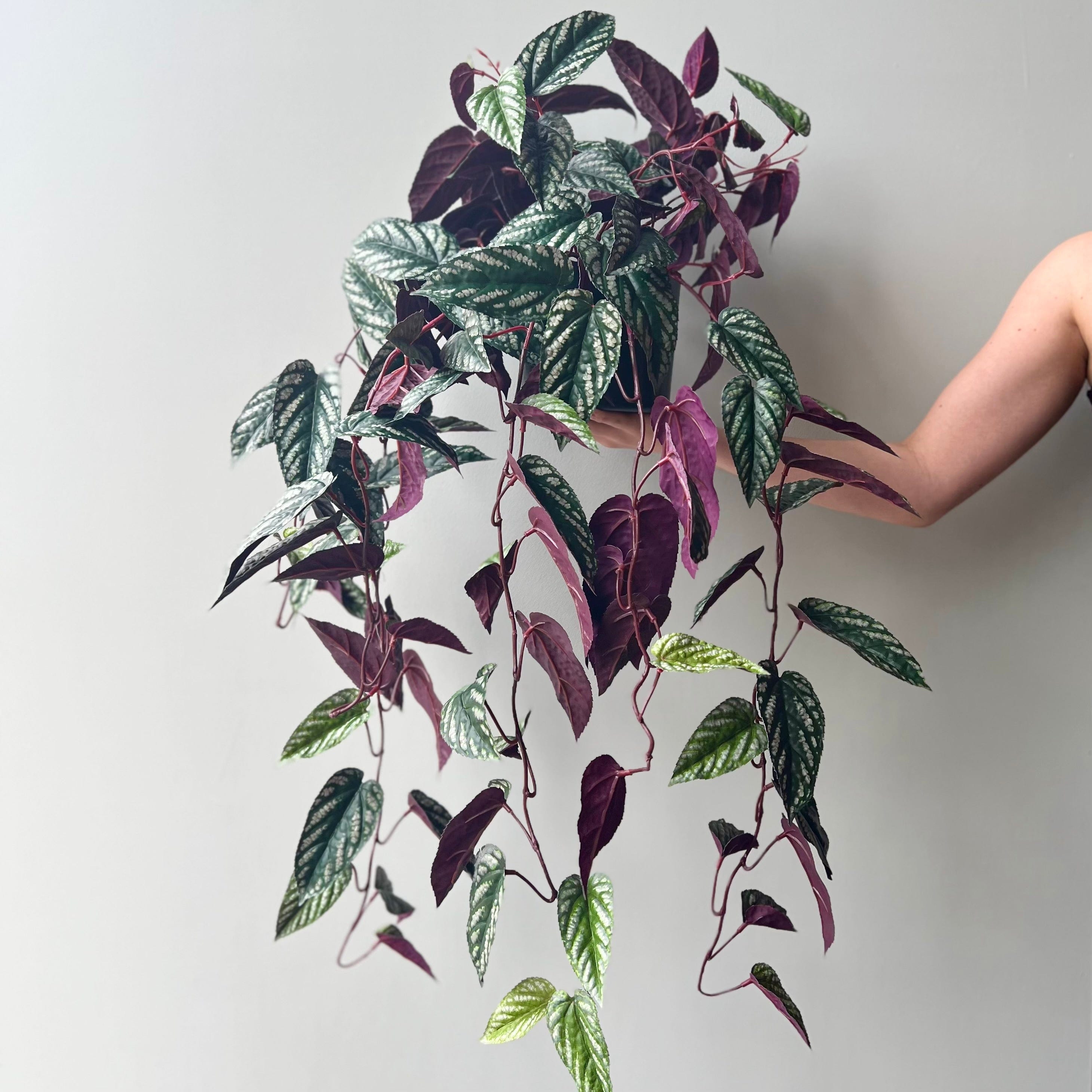 Artificial flowers luxury lifelike faux Artificial Large Burgundy Hanging Begonia Vine in Black Pot realistic silk  Plants buy online from The Faux Flower Company AHCH-2706