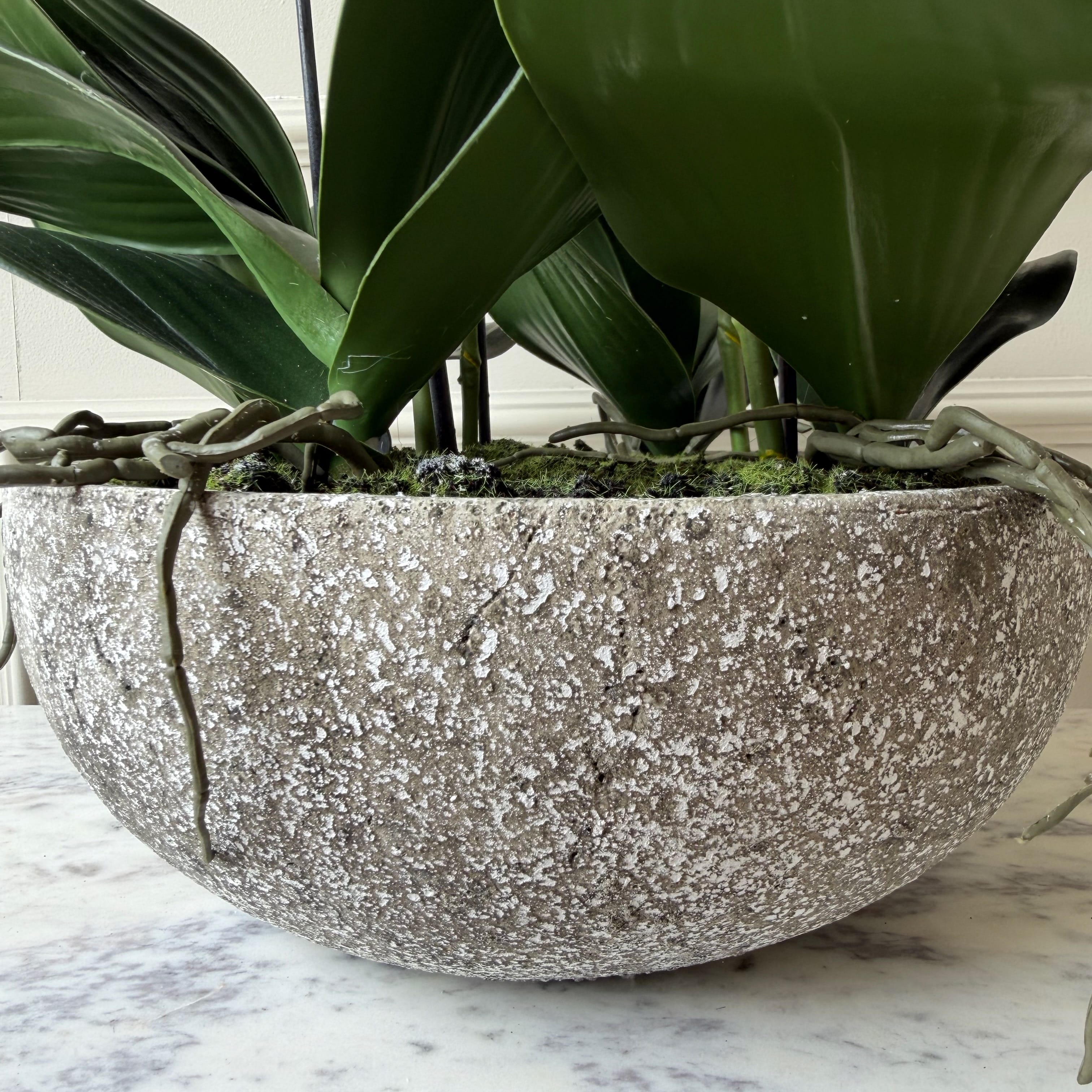 Realistic Artificial Large Cream Phalaenopsis Orchid in Stone-look Bowl AHCH-1700 by The Faux Flower Company