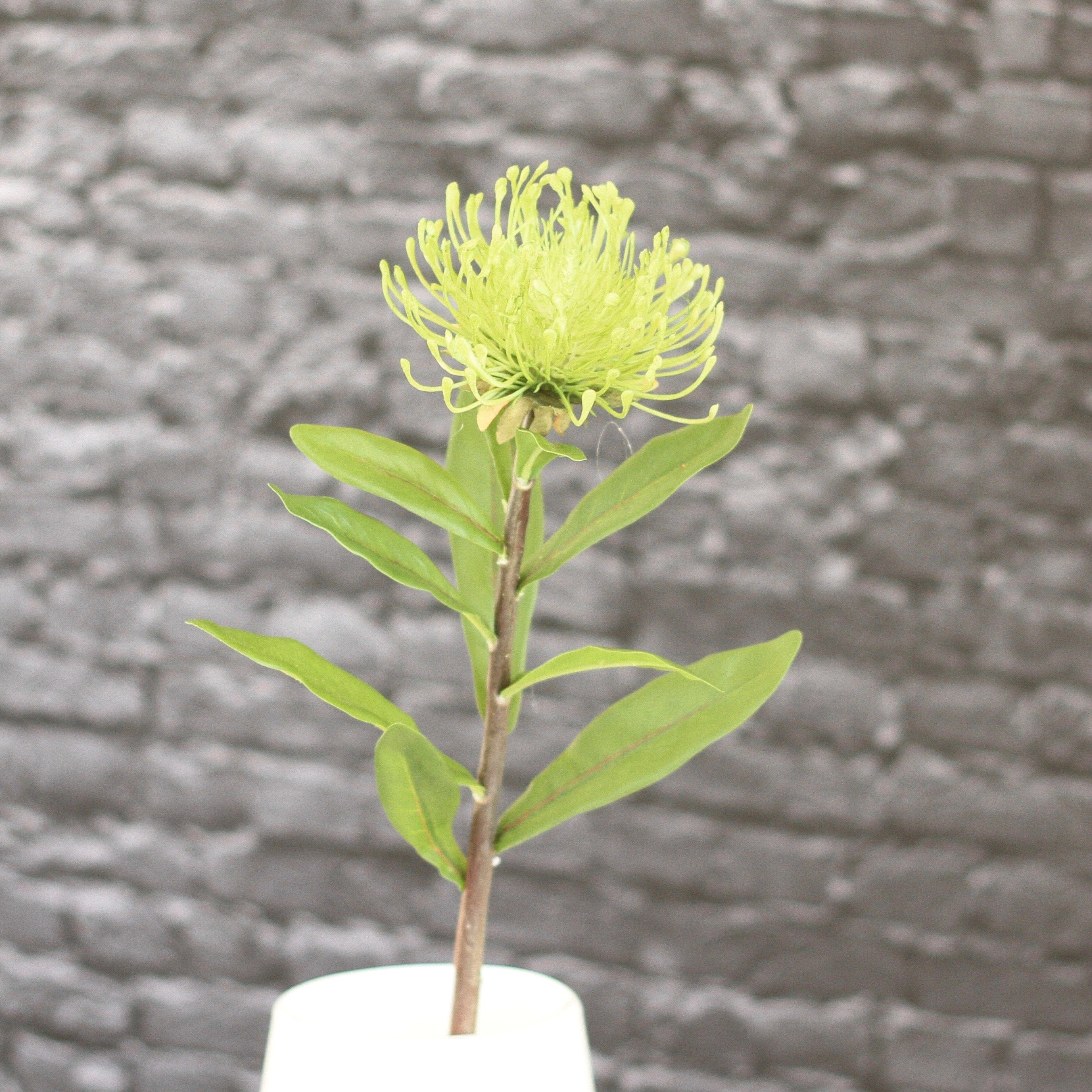 Artificial flowers luxury lifelike faux Artificial Green Pincushion Protea realistic silk single stems buy online from The Faux Flower Company ABZ5379GR