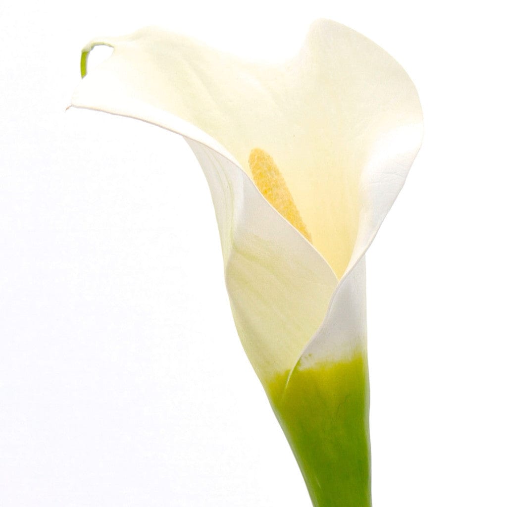 Artificial flowers luxury lifelike faux Artificial White Calla Lily realistic silk single stems buy online from The Faux Flower Company