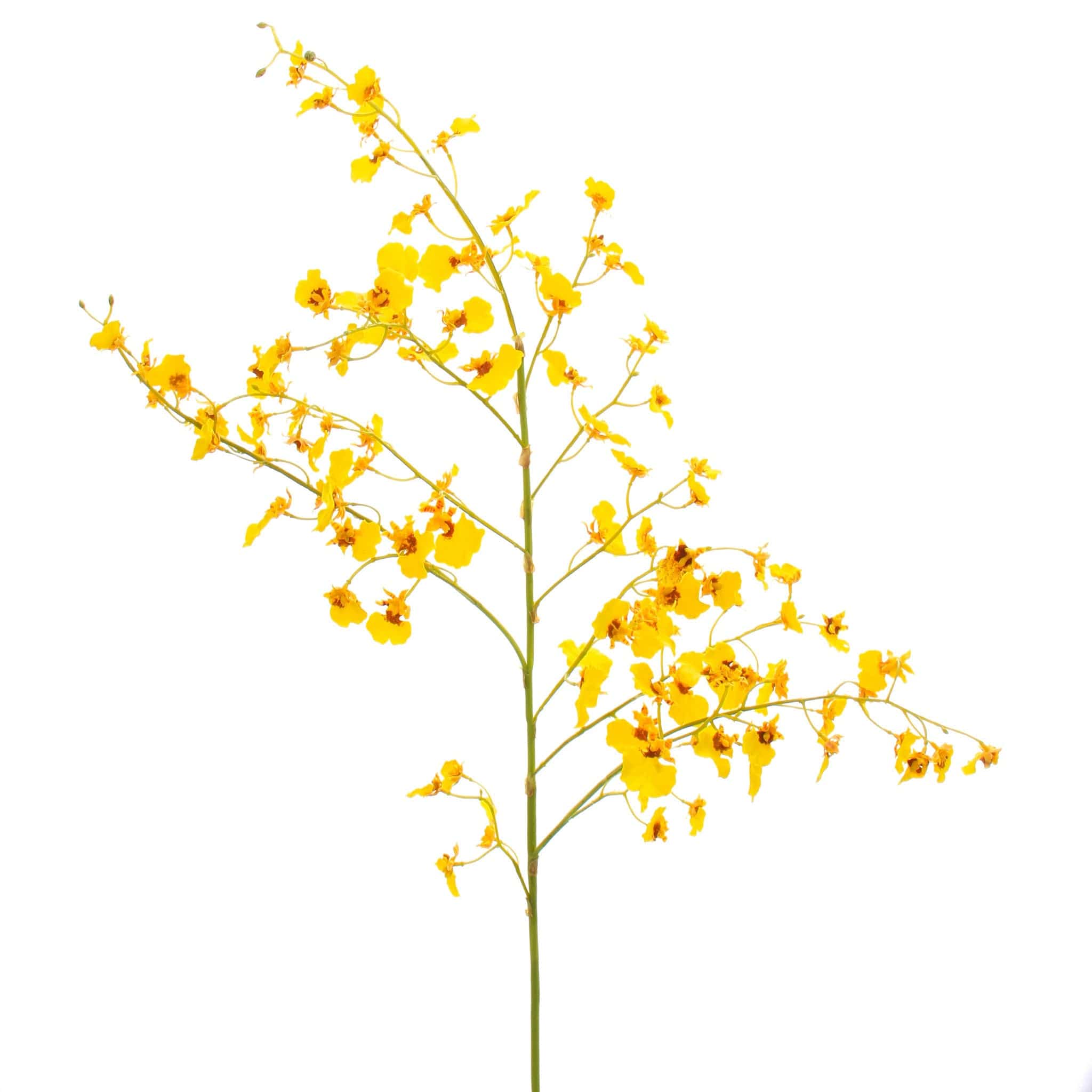 Artificial flowers luxury lifelike faux Artificial Yellow Oncidium Orchid realistic silk single stems buy online from The Faux Flower Company