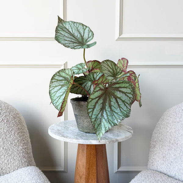begonia rex indoor plant Artificial Begonia Rex Plant in Ceramic Pot