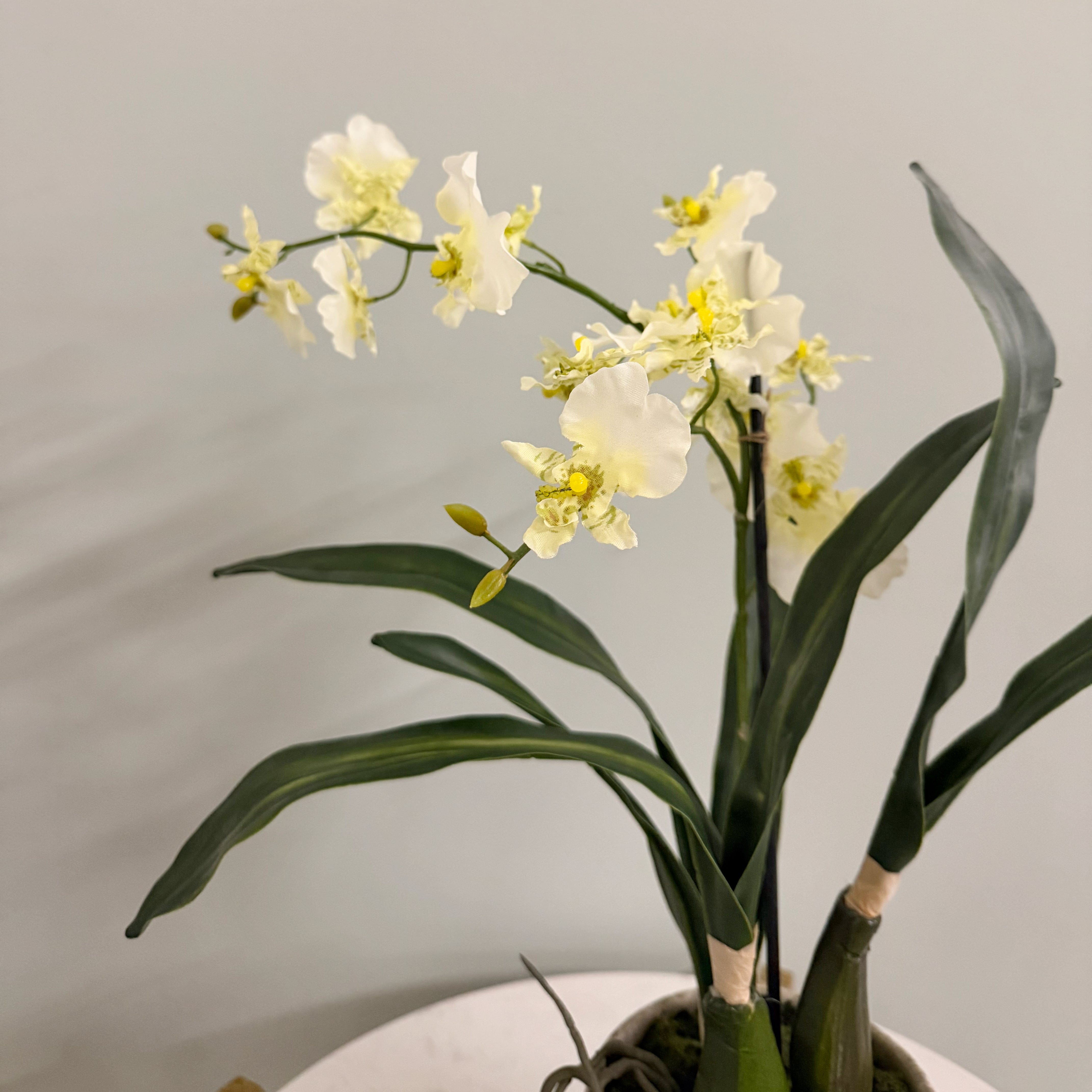 Artificial flowers luxury lifelike faux Artificial Dancing Orchid in Khaki Ceramic Pot realistic silk  buy online from The Faux Flower Company AHCH-2851