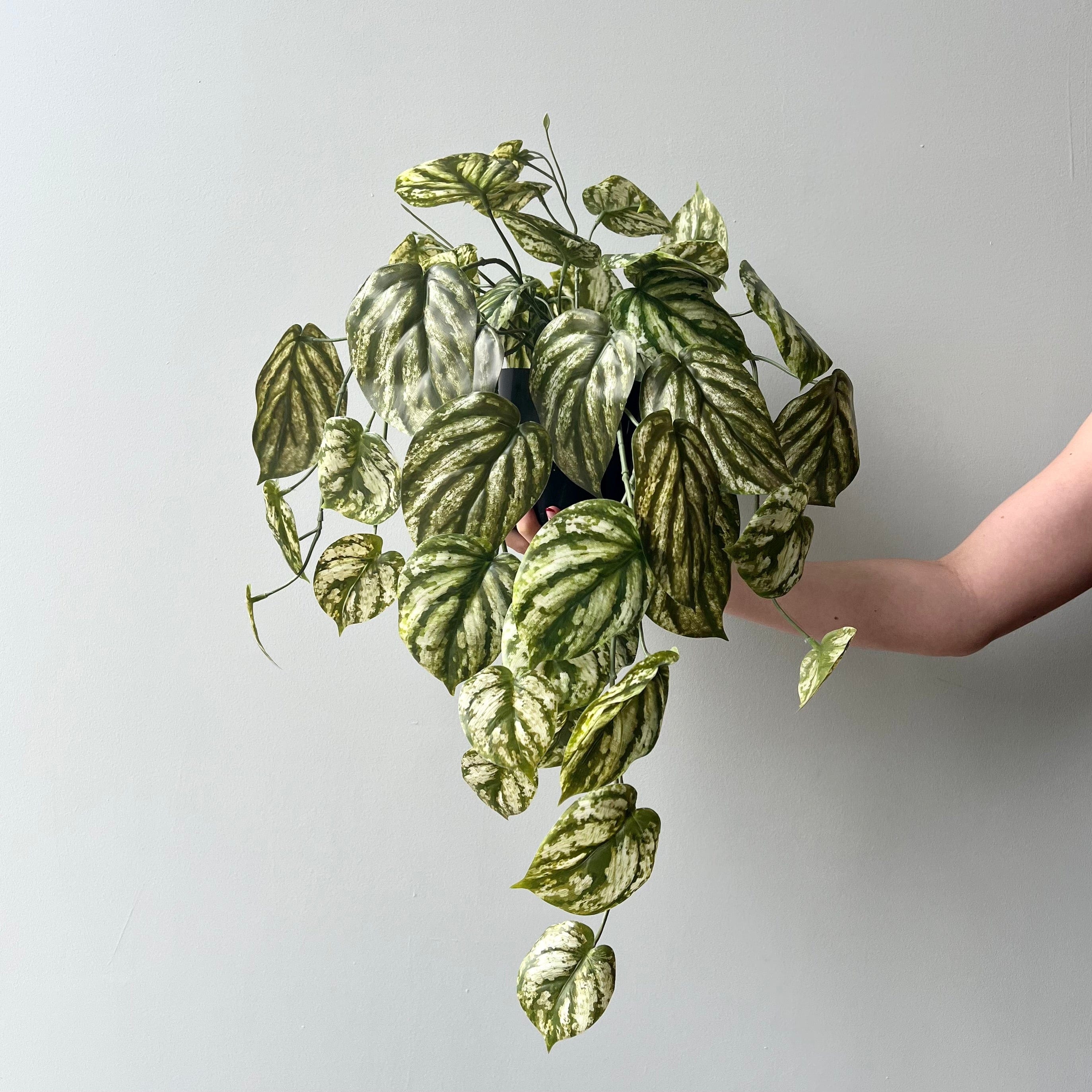 Artificial flowers luxury lifelike faux Artificial Green and White Hanging Peperomia Plant in Black Pot realistic silk  buy online from The Faux Flower Company AHCH-2703