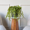 Realistic Artificial Green Button Fern In Pot AHCH-1783 by The Faux Flower Company