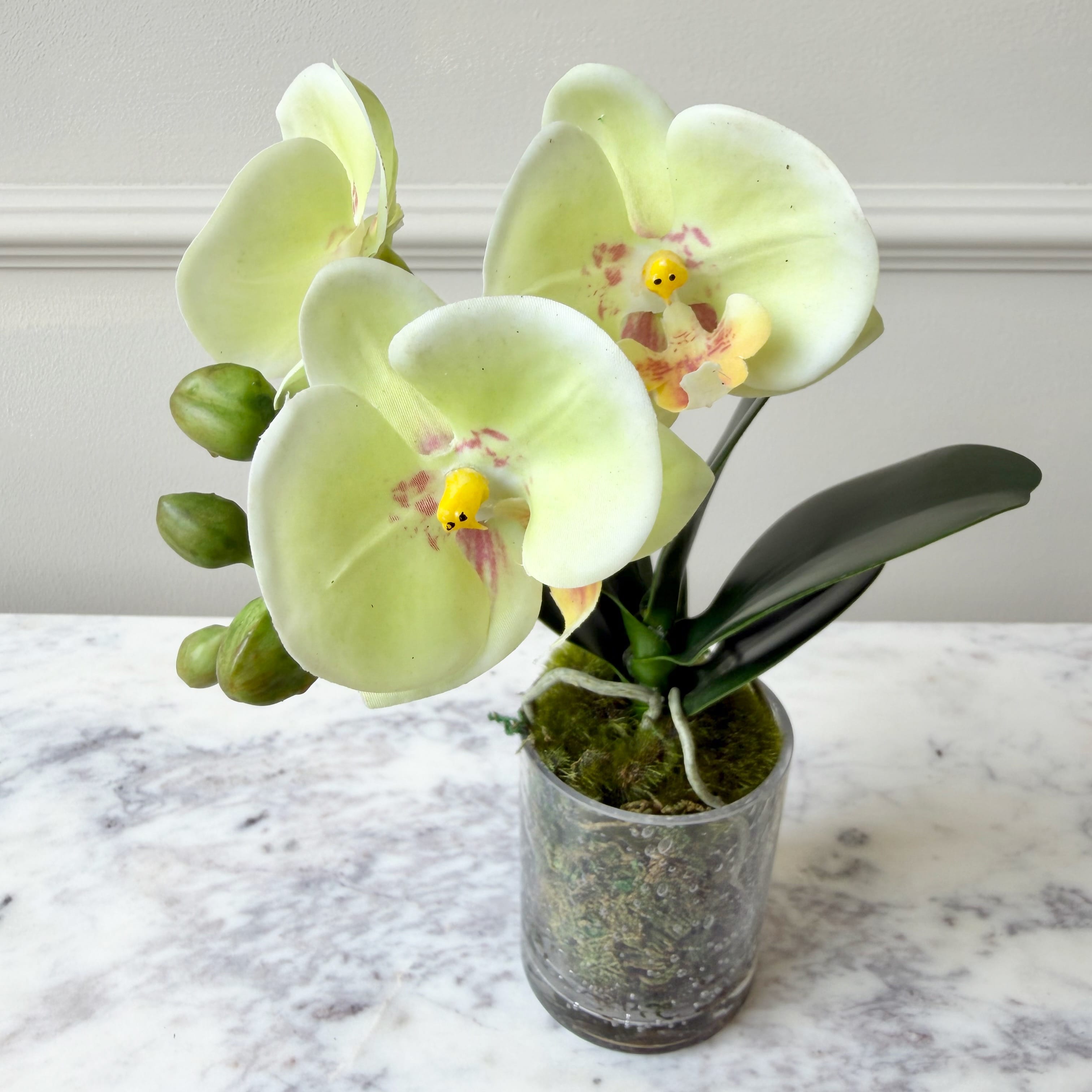 Realistic Artificial Lime Phalaenopsis Orchid in Glass Vase AHCH-0970 by The Faux Flower Company