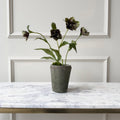 Realistic Artificial Purple & Green Hellebore Plant in Pot AHCH-1054 by The Faux Flower Company