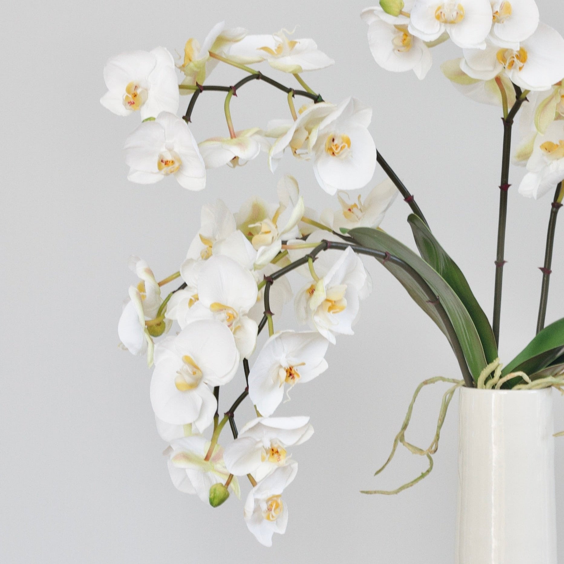 luxury artificial fake silk flowers white phalaenopsis orchid stem large flowers lifelike realistic faux flowers Prestbury Vase ABP1828 (1)