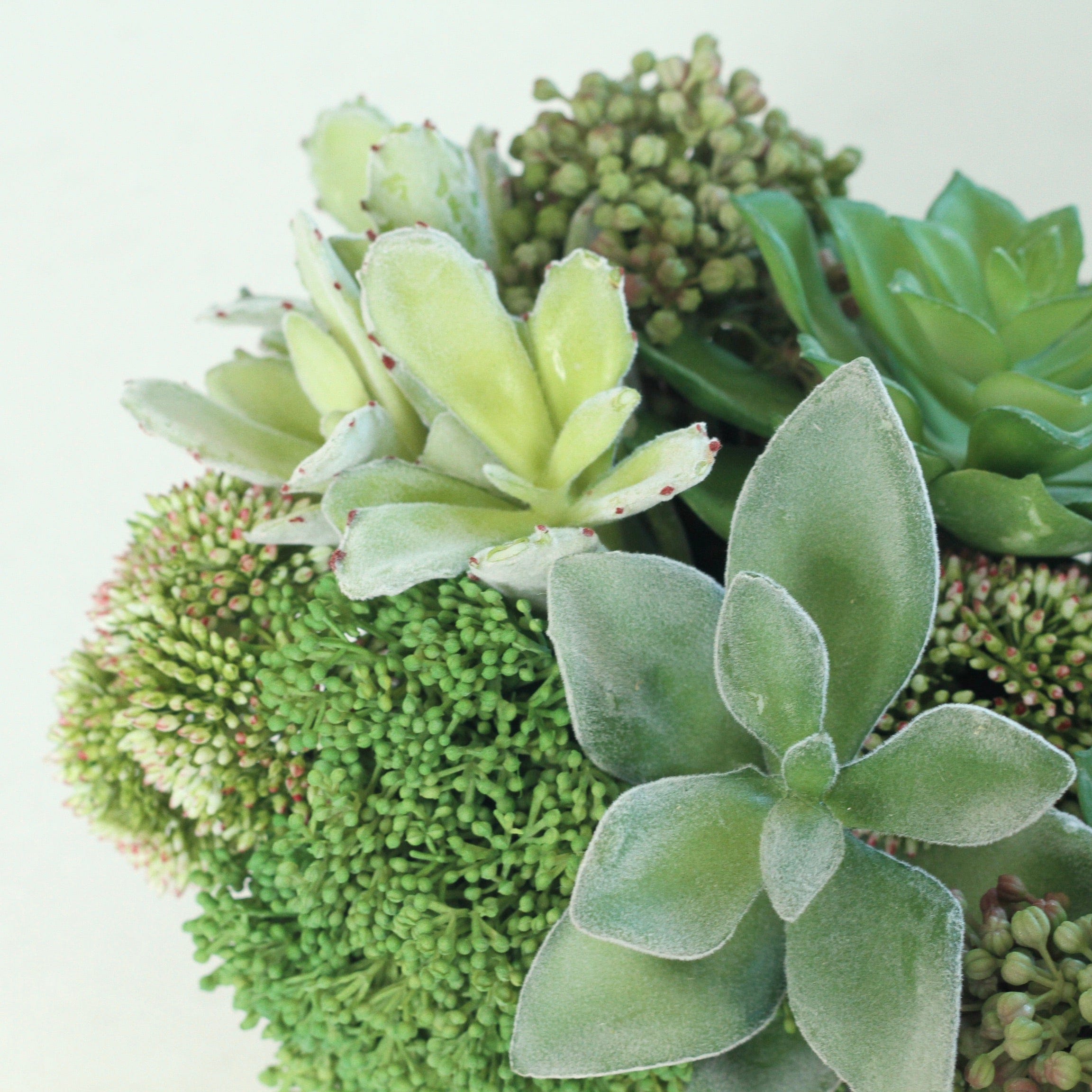 Artificial Plants Indoor Plants Green Succulent & Skimmia Arrangement Amaranthine Blooms UK