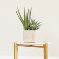 Realistic Green Artificial Succulent Plants with Pot AHCH-229 by The Faux Flower Company