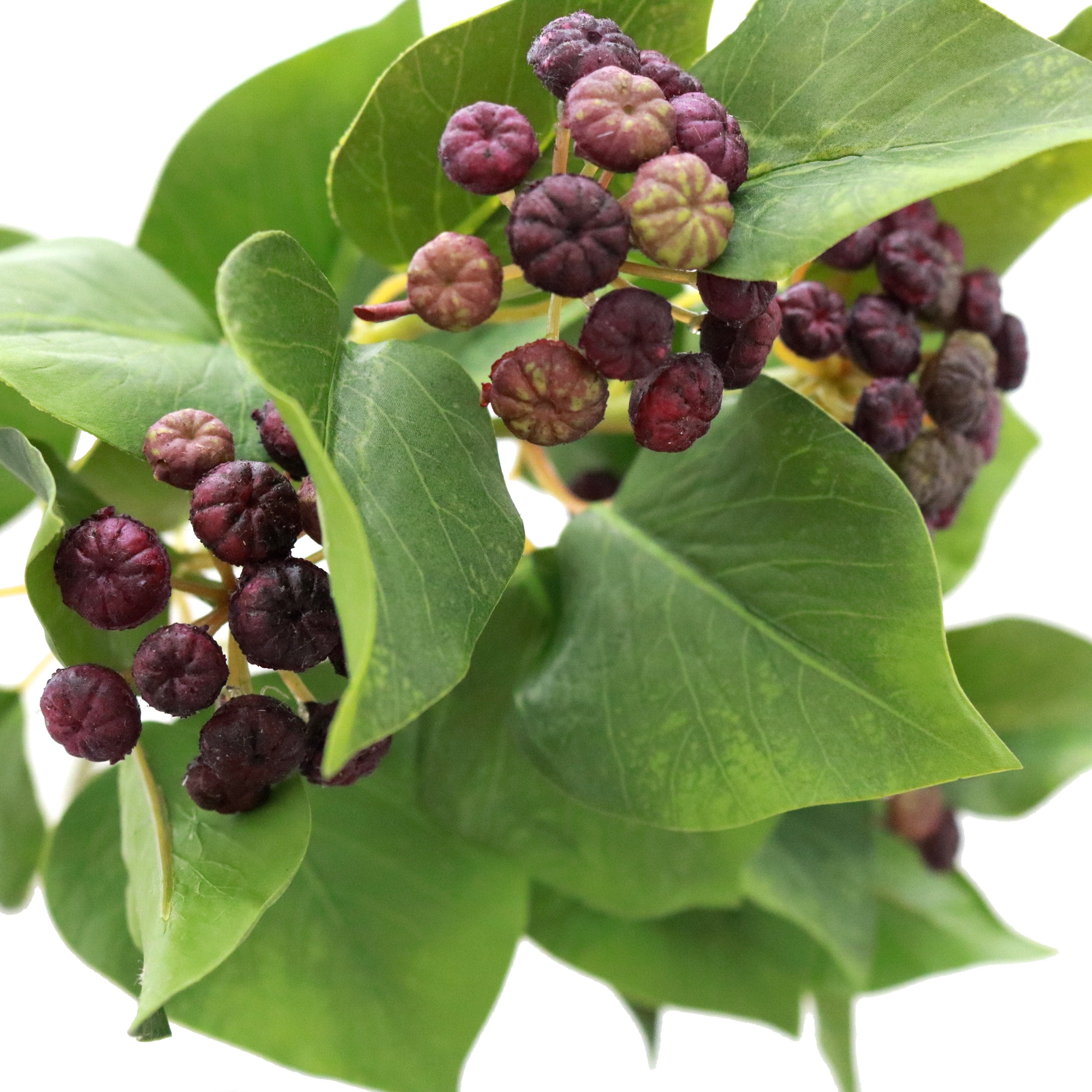 luxury artificial fake silk flowers green ivy leaf greenery foliage with purple berries lifelike realistic faux flowers buy online from Amaranthine Blooms UK